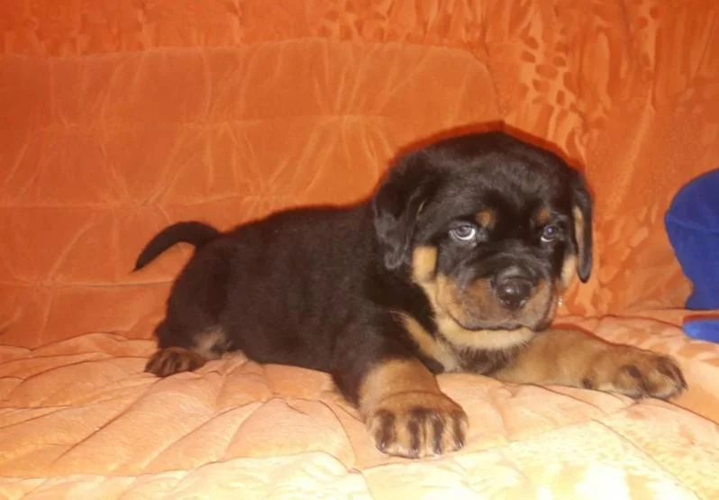 Rotvajler i doberman stenci na prodaju
