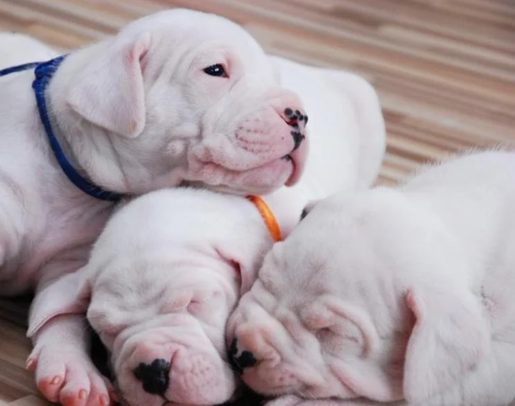 Dogo argentino i bulterijer stenci na prodaju