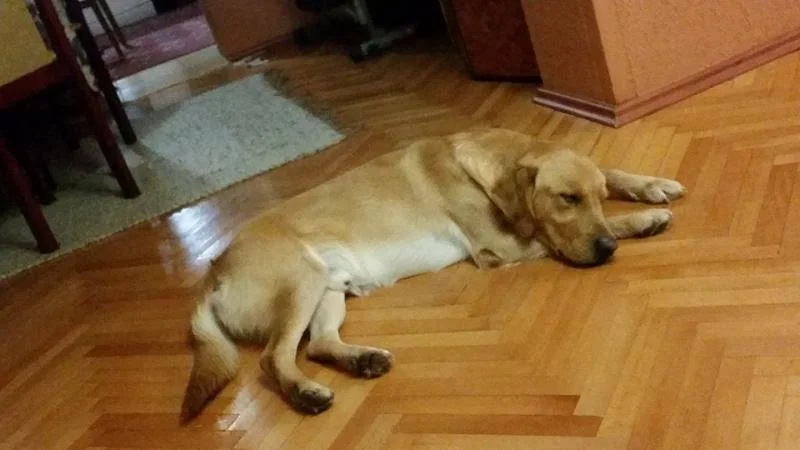 Se bara zenka za parenje