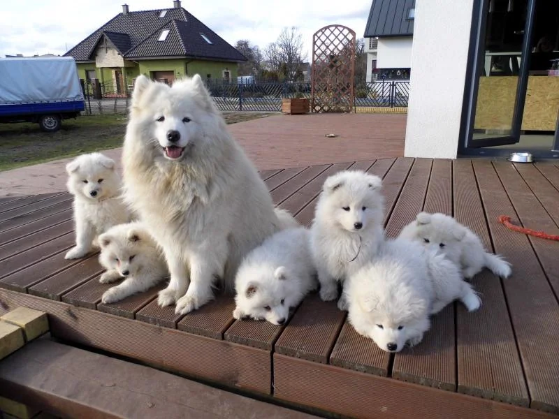 Samojed i sibirski haski stenci na prodaju