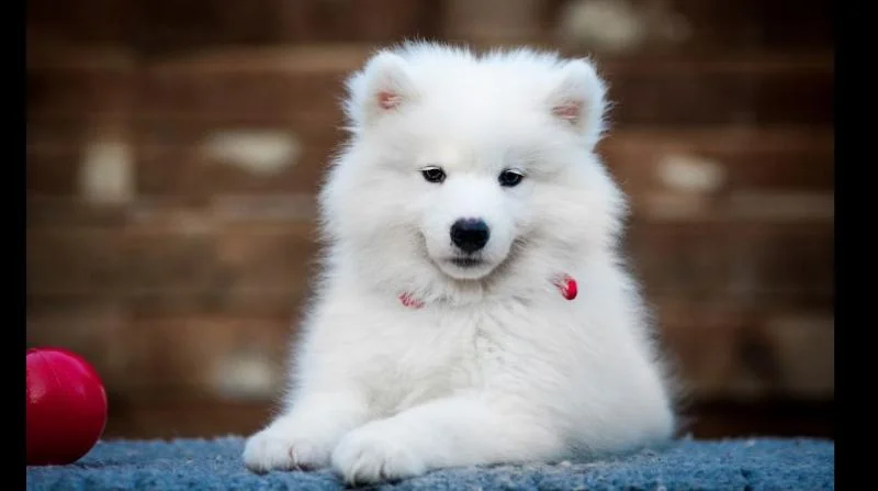 Samojed i sibirski haski stenci na prodaju