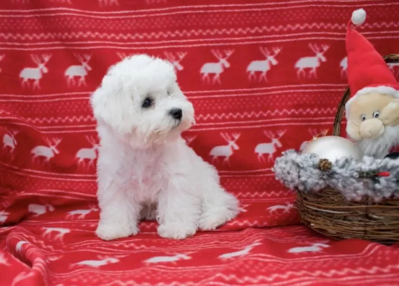 Bichon i bolonjezer stenci na prodaju