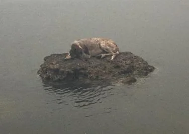 Куче, симбол на грчкиот пожар