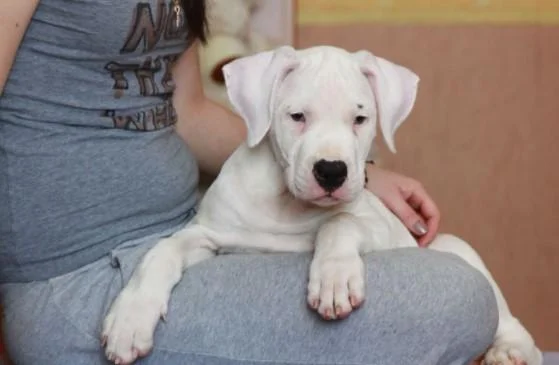 Dogo argentino i bulterijer stenci na prodaju