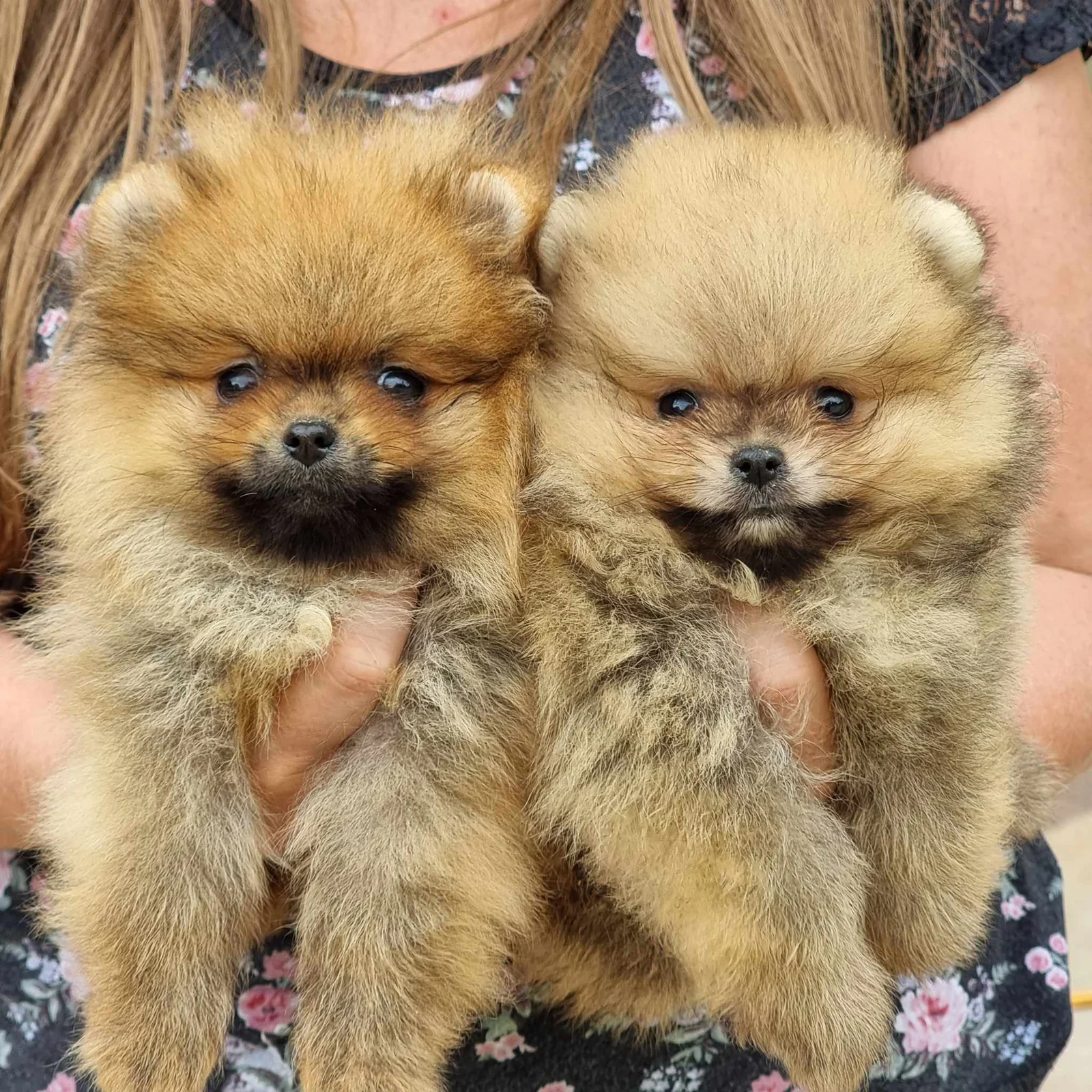 Pomeranac Boo dva minijaturna mužjaka
