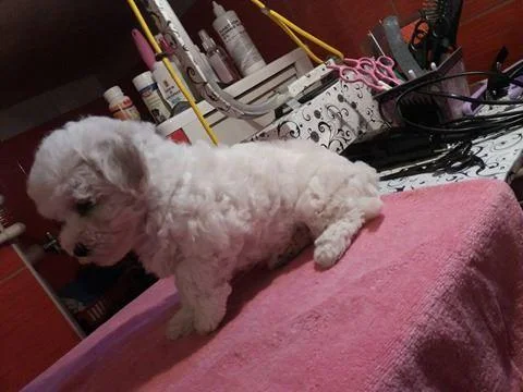 Kovrdzavi bison - bichon frise