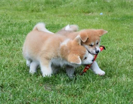 Akita inu i aljaski malamut stenci na prodaju