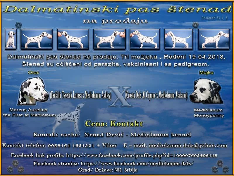 Dalmatinski pas štenad na prodaju