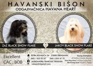 Havanski bison stenci