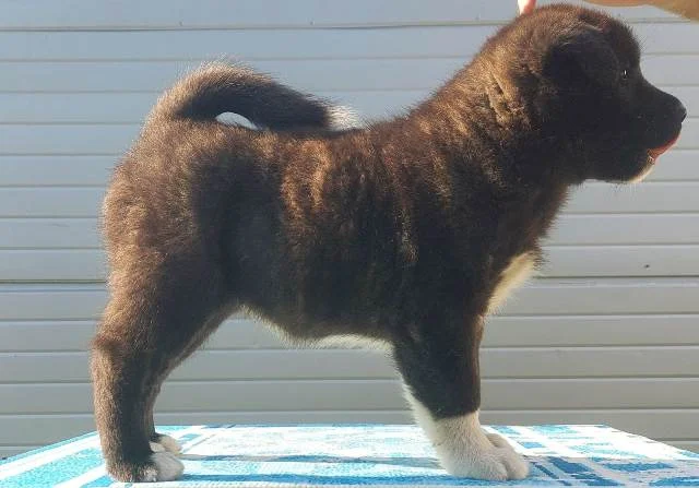 Americka Akita, stenci vrhunskih karakteristika