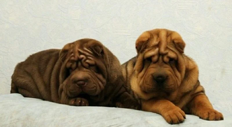 Shar pei i šiba inu stenci na prodaju