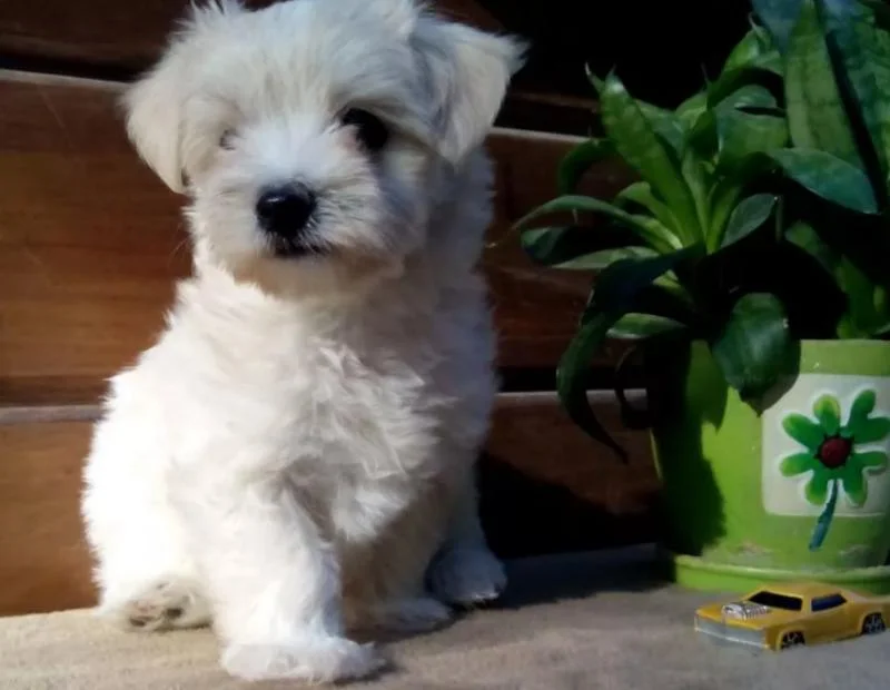 Maltezer i coton de tulear stenci na prodaju