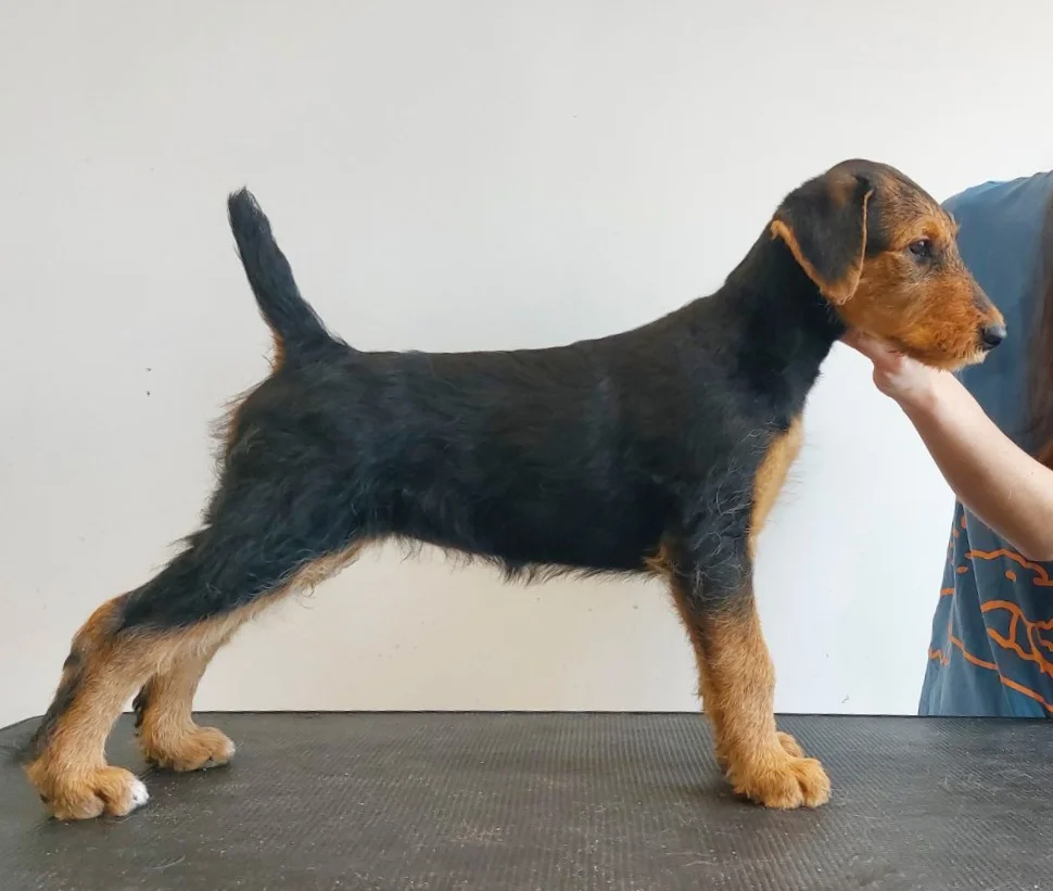 Airedale Terrier кутриња од шампионско потекло
