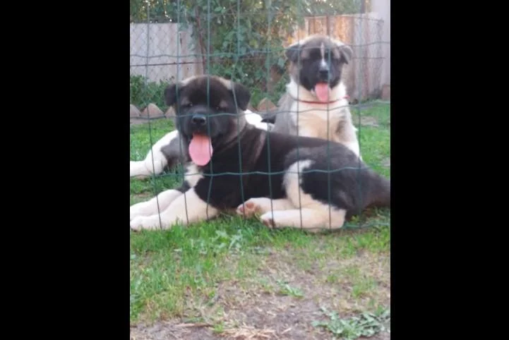 Akita inu i aljaski malamut stenci na prodaju