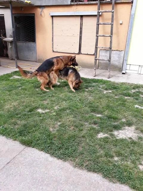 Nemački ovčar ženka na prodaju