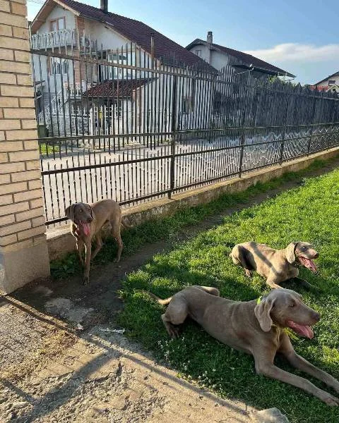 Vajmarski ptičar