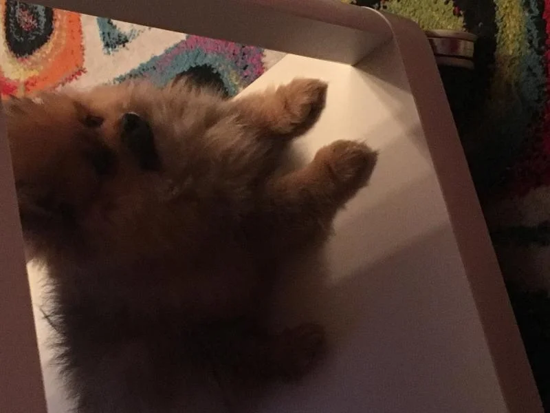 Pomeranian Boo