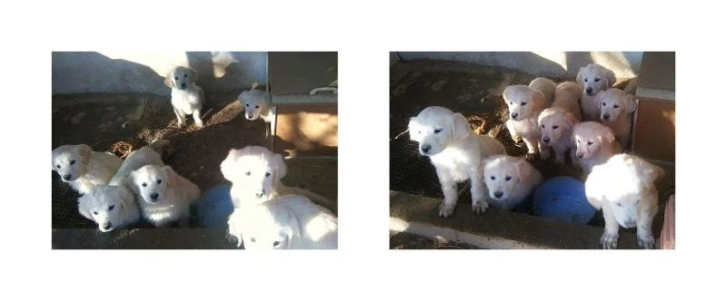 Golden Retriver