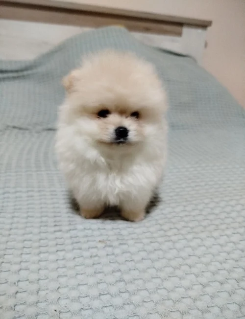 Prelepi Boo medvedici