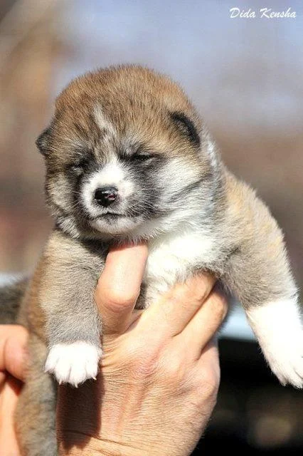 Prelepi štenci Akita inu