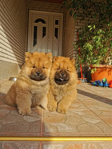 Chow-Chow (Čau-Čau) štenci na prodaju
