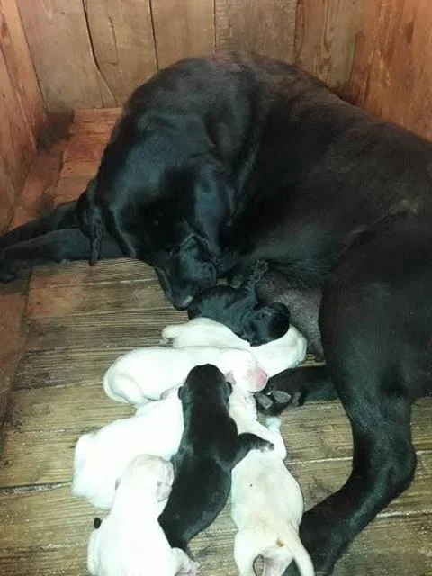 Labrador štenci