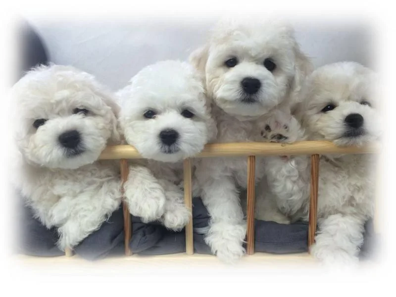 Bichon i bolonjezer stenci na prodaju