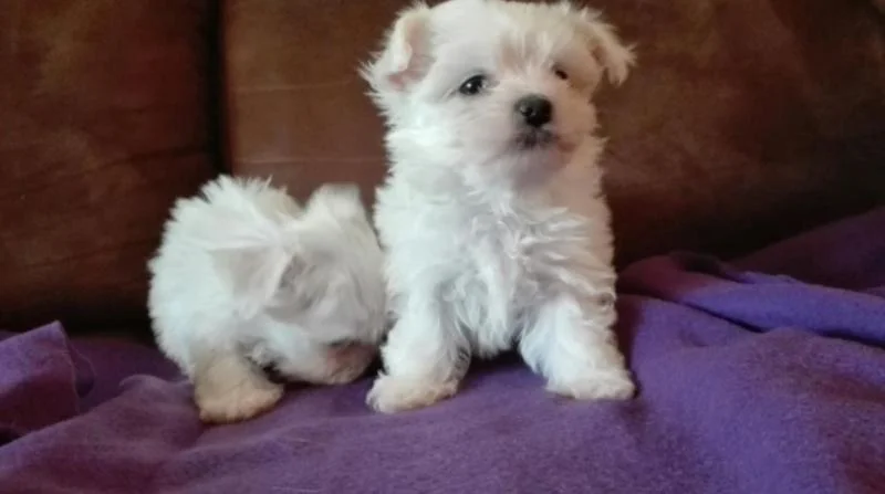 Maltezer i coton de tulear stenci na prodaju
