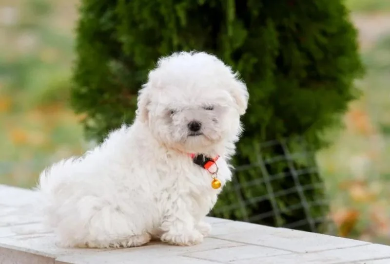 Maltezer i coton de tulear stenci na prodaju