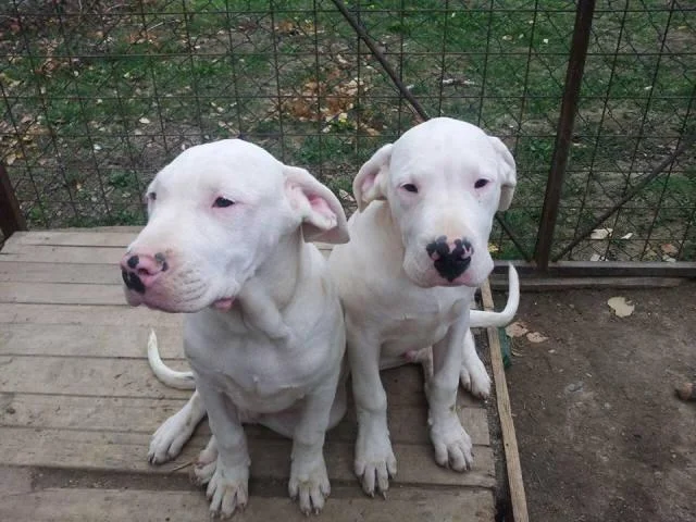 Dogo Argentino, muska stenad