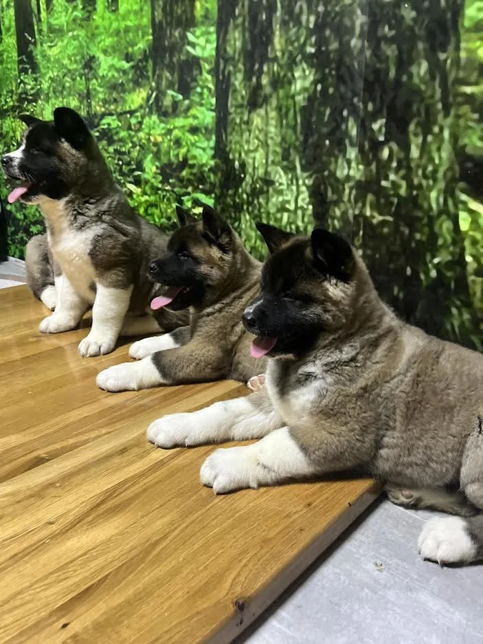 Američka akita