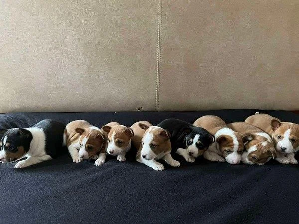 Basenji (Basendži) štenci crveno-beli i trobojni