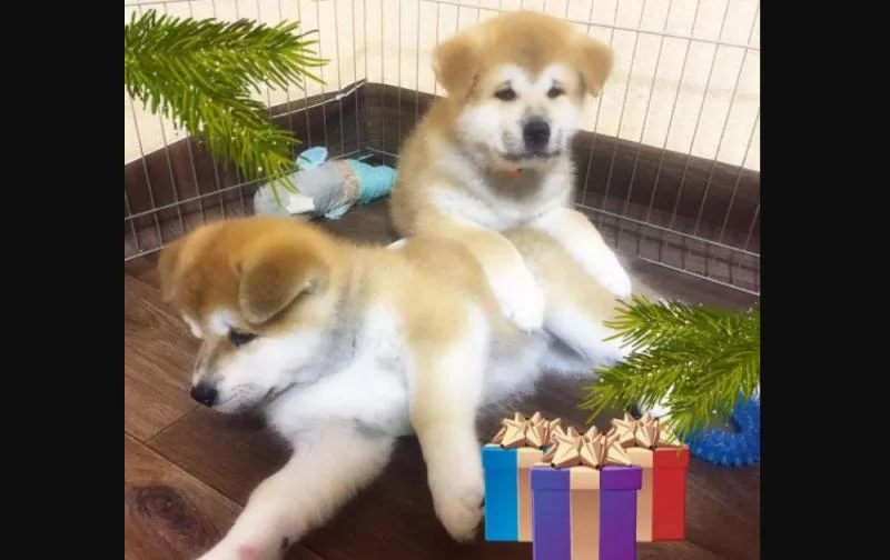Akita inu i aljaski malamut stenci na prodaju