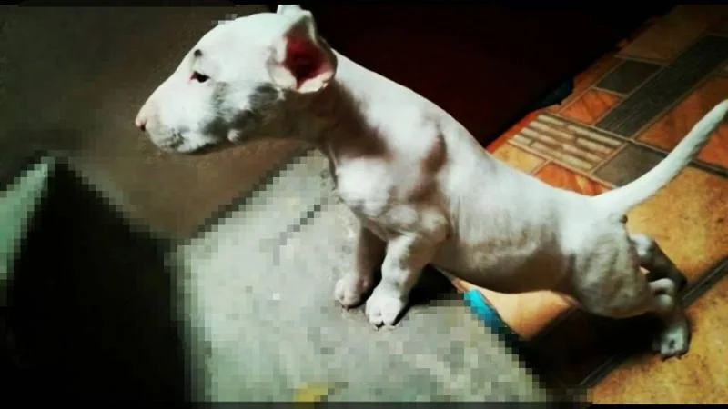 Bulterijer i dogo argentino stenci na prodaju