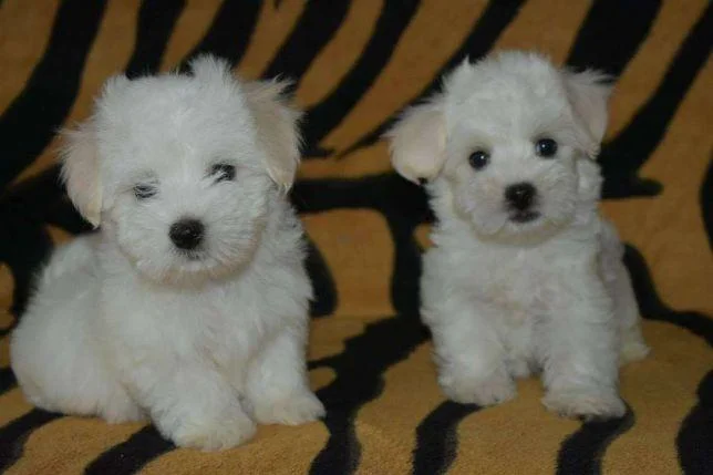 Maltezer i coton de tulear stenci na prodaju