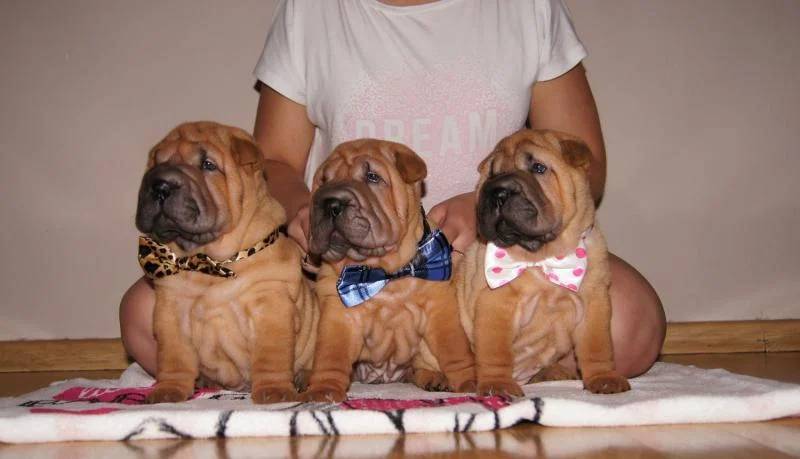 Shar pej i šiba inu stenci na prodaju
