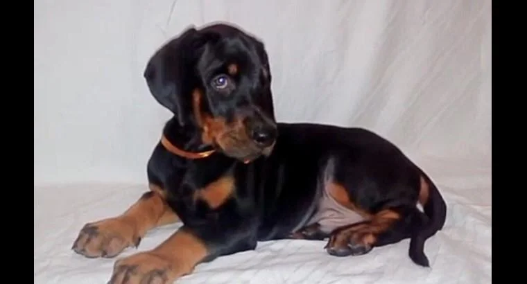 Doberman i rotvajler stenci na prodaju