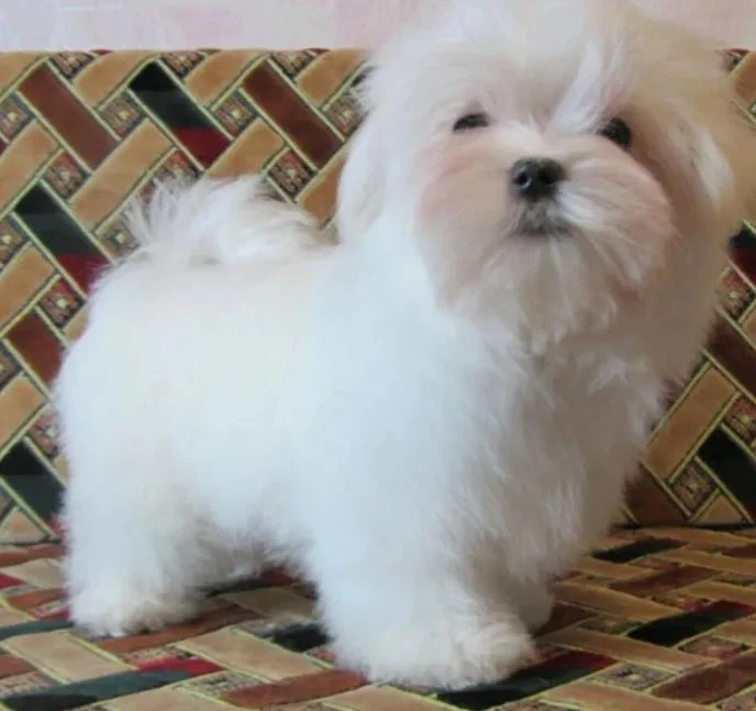 Bichon i bolonjezer stenci na prodaju