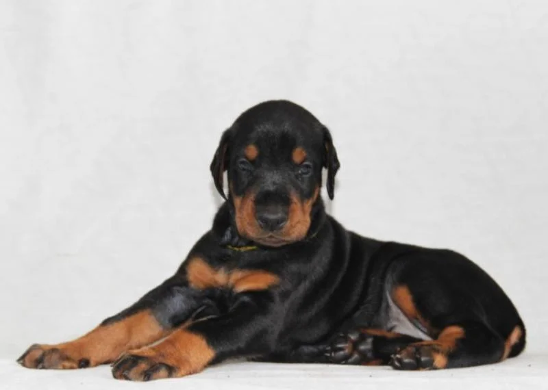 Doberman i rotvajler stenci na prodaju