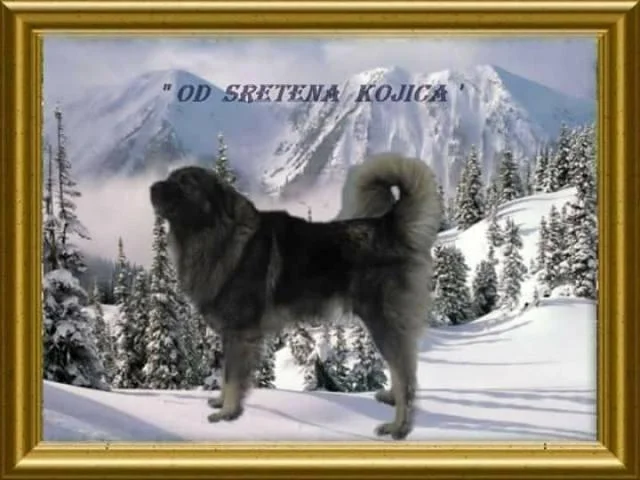 Šarplaninac, stenci i odrasli psi