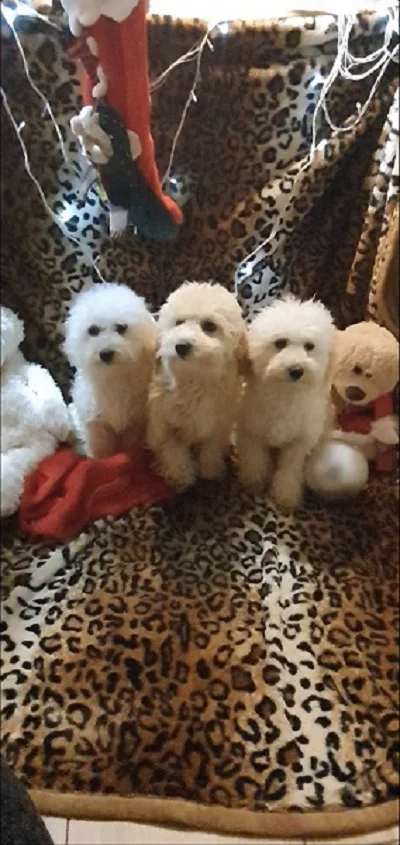 Maltipoo štenci, prelepi i vrhunski