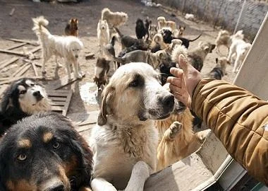 Изградил свое прифатилиште и спасил повеќе од 2.000 кучиња