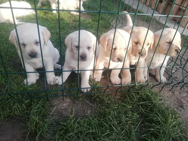 Labrador retriver stenci