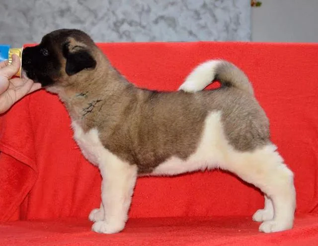 Američka Akita, štenci