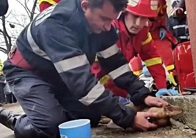 Пожарникар со вештачко дишење спасил куче задушено во пожар