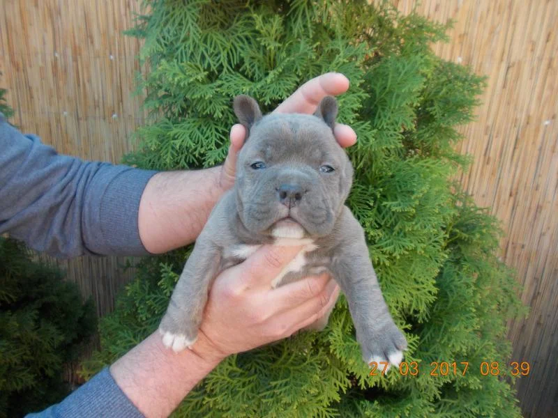 Bully-Pitt american plavi štenci