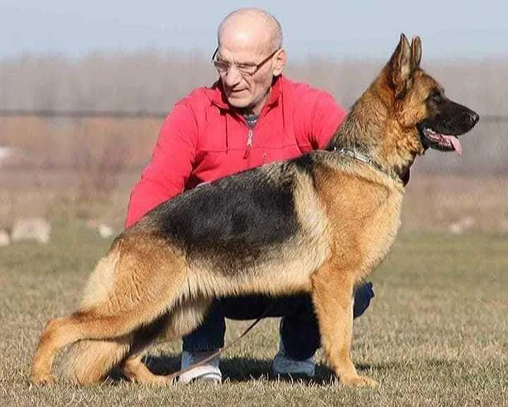 NEMACKI OVCARI - TOP leglo