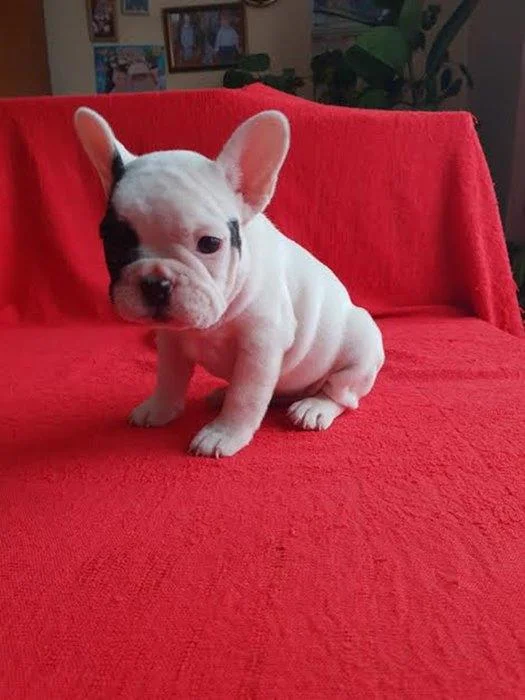 Francuski buldog