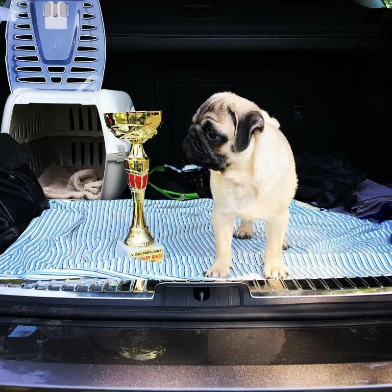 Mops štene na prodaju