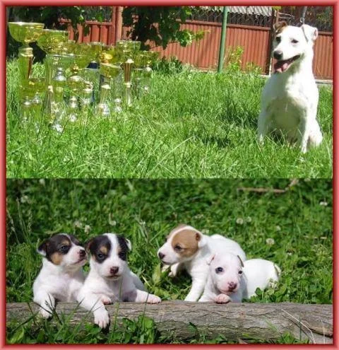 Jack russell terrier štenci prekrasnog izgleda